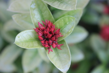 Obraz premium close up red flowers and leafs