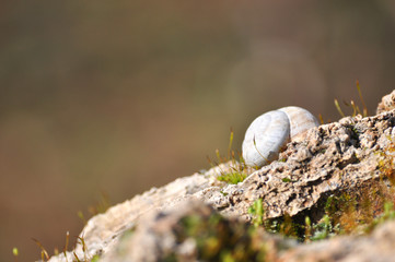 Snail closeup. Burgundy snail (Helix, Roman snail, edible snail, escargot) on a surface with moss.Helix promatia