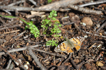 Butterfly on nature scene.Butterfly. Butterfly macro view