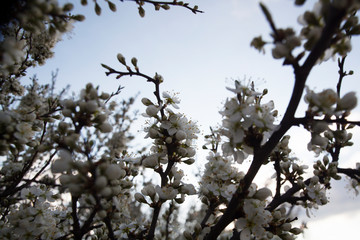 apple tree in blossom. tree branches with white flowers in the spring time.