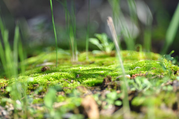 Beautiful Bright Green moss grown up cover the rough stones and on the floor in the forest. Show with macro view. Rocks full of the moss texture in nature for wallpaper.