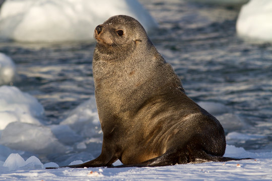 fur seal that sits in the snow on the shore of the southern ocean