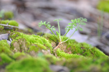 Beautiful Bright Green moss grown up cover the rough stones and on the floor in the forest. Show with macro view. Rocks full of the moss texture in nature for wallpaper.