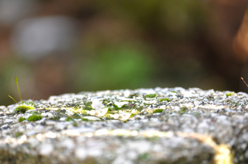 Beautiful Bright Green moss grown up cover the rough stones and on the floor in the forest. Show with macro view. Rocks full of the moss texture in nature for wallpaper.