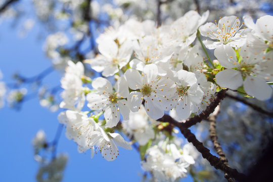 macro photo of white spring flowers on a tree branch on blue background