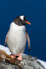 Gentoo penguin who stands on the edge of a cliff against the backdrop of the ocean