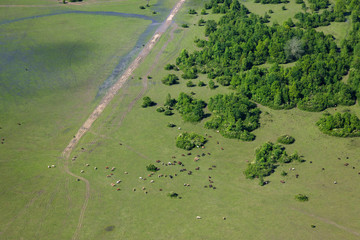 Aerial view of the floodplain and pastures of the Odra River, Croatia