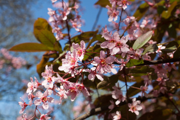 branch of a tree in spring with pink flowers against blue sky