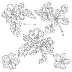 Apple tree branches. Sketch.Hand drawn outline vector illustration, isolated floral elements for design on white background. Line art.