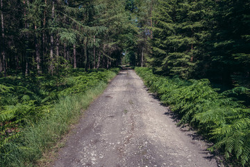 Fototapeta na wymiar Path in forest near Wicimice, small village located in West Pomerania region of Poland