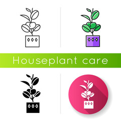 Ficus elastica icon. Rubber fig. Indian tree. Potted indoor plant with oval leaves. Decorative leafy houseplant. Home, office decor. Linear black and RGB color styles. Isolated vector illustrations