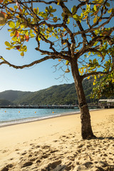 Beautiful tropical sea and ocean beach with chestnut tree and blue sky on sunny day in Abraao in Ilha Grande for vacation travel in Rio de Janeiro, Brazil