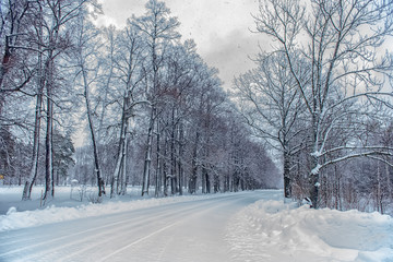 trees along a snowy road