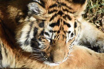 Close up of an adorable young Amur tiger cub at the zoo