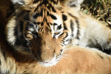 Close up of an adorable young Amur tiger cub at the zoo