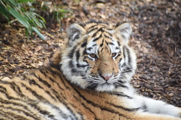 Close up of an adorable young Amur tiger cub at the zoo