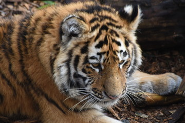 Fototapeta na wymiar Close up of an adorable young Amur tiger cub at the zoo