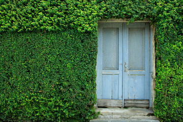 Fototapeta na wymiar Old wooden door on a wall covered in greenery.