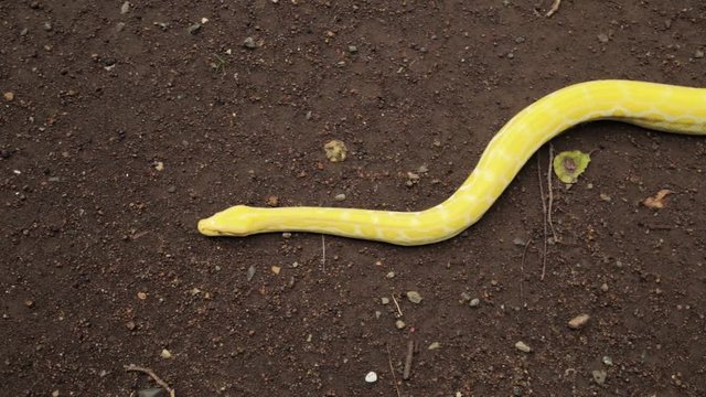 A yellow Burmese python crawling in the ground