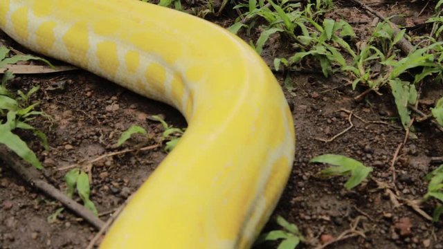 A yellow Burmese python crawling in the garden