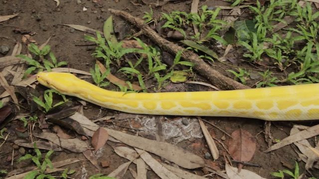 A yellow Burmese python looking for food in the forest