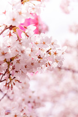 目黒川の桜と提灯
