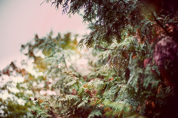 thuja in the rain with drops on branches