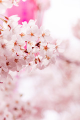 目黒川の桜と提灯