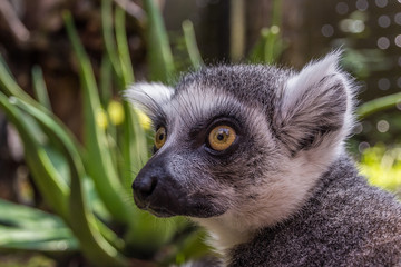 cute fluffy lemur with big eyes looks away