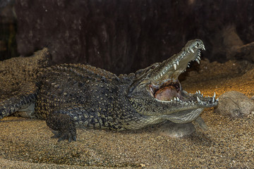 large crocodile lies on the sand with its mouth open