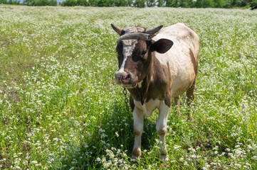 Young bull-calf chained on summer erigeron annuus flower field