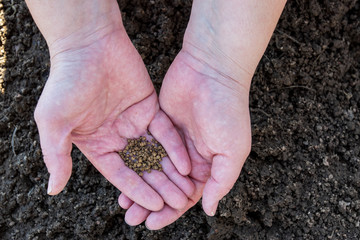 Young peasant woman planting seeds of carrots, radishes and beets in a warm black earth. Warm spring sunny day is good time for planting. Social assistance to farmers. Close-up view hands