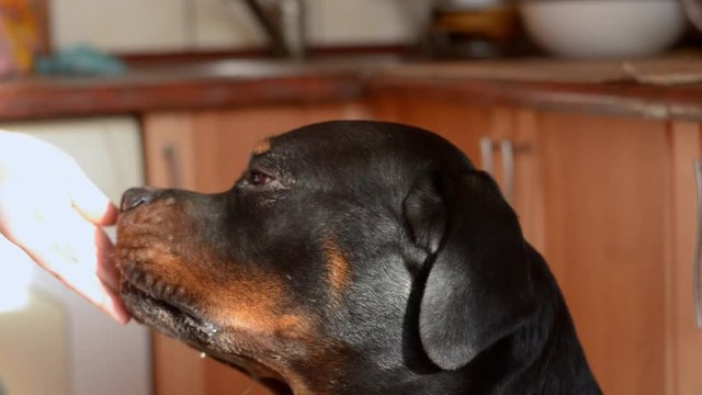Training an adult rottweiler at home. Obedience commands and prohibition signals. Prohibition of response to food. Shooting from the side. Selective focus. In room.