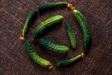 first crop of cucumbers harvested on its home plot in early summer by beginning farmers