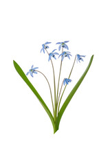 Siberian squill (Scilla siberica) flower on stem with green leaves isolated on white background with clipping path