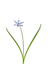 One flower Siberian squill (Scilla siberica)  on stem with green leaves isolated on white background with clipping path