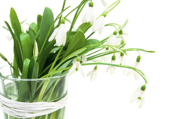 Snowdrop flowers in glass vase isolated on white background, high key
