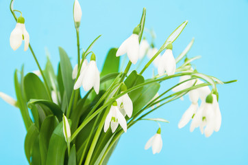 Spring flowers snowdrops bouquet on a blue background, close-up, small depth of field