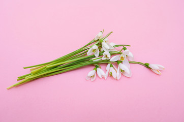 Snowdrops bouquet on pink paper background, spring time