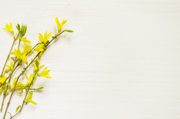 Yellow spring forsythia flowers on branches on light white wooden background