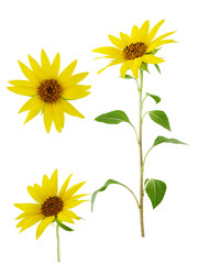 Sunflower flower on stem with leaves isolated on white background