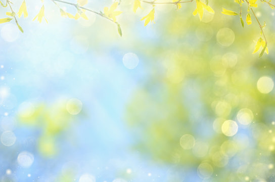 Spring nature background with yellow flowers on branches and blue sky. Blur background and copy space