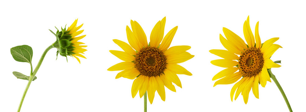 Three different sunflower flower on stem isolated on white background