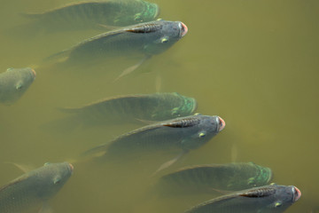 Nile tilapia is emerging, breathing and waiting for morning feeding on the water surface. Freshwater fish farming industry for trade