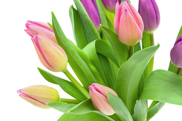 Tulip spring multicolor flowers bouquet isolated on white background, close-up