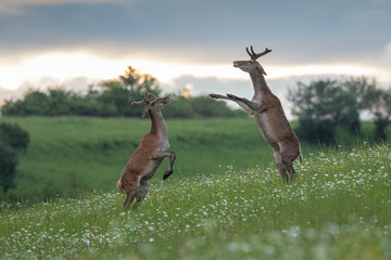Two young red deer stags fighting on the meadow, (Cervus elaphus), Slovakia