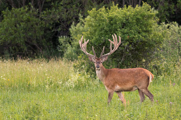 Red deer stag with large antlers, (Cervus elaphus), Slovakia