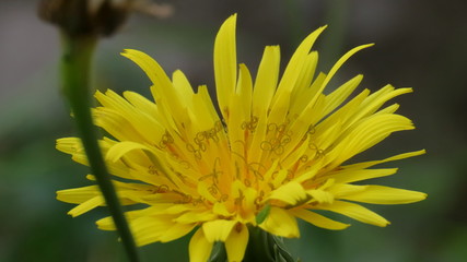 Croaia nature Flowers, mountains and trees