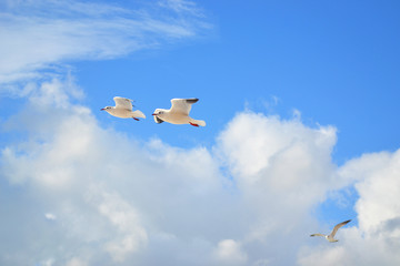 cute seagulls on the background of the sky with clouds