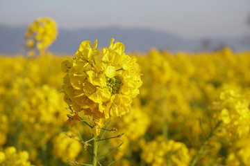 Fototapeta premium びわ湖畔守山なぎさ公園 菜の花畑